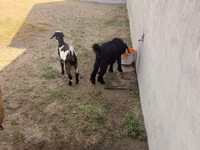 Goat, Alpine goat — photo 7