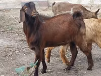Goat, Goats — photo 1