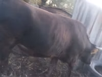 公牛, Cattle — 照片 2