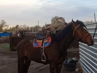 Kůň, Koně — foto 1