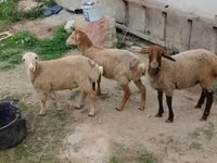 Ram, Sheep — photo 1