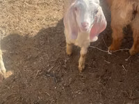 Goat, Nubian Goat — photo 1