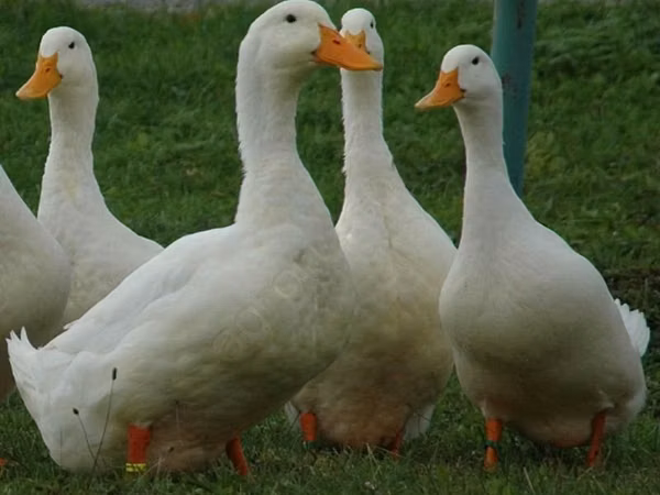American Pekin — Russia