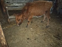 Bull, Simmental cattle — photo 3