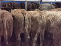 Cattle (batch, sex not specified), Hereford — photo 8