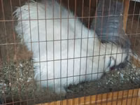 Silkie — foto 2