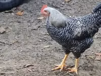 Chickens — عکس 2