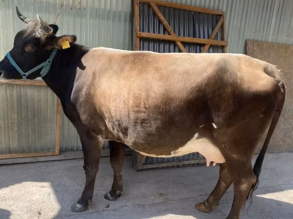 Cow, Holstein breed