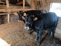 Boğa, Aberdin Angus — foto 3