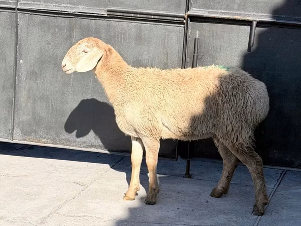 Ոչխար, Hissar sheep