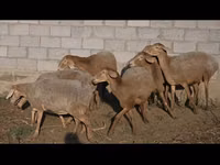 Sheep, Arashan sheep — photo 7
