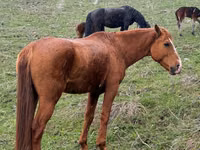 Horse (M), Horses — photo 1