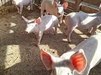 Свиньи (партия, пол не указан), Крупная белая — фото 1