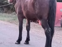 ፈረስ, Horses — ፎቶ 2