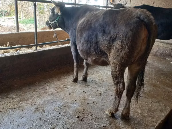 Lo’, Swiss cattle