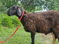Ram, Blackheaded Persian sheep — photo 5