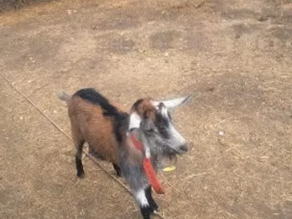 Ziegenbock, Ziegen — Ungarn