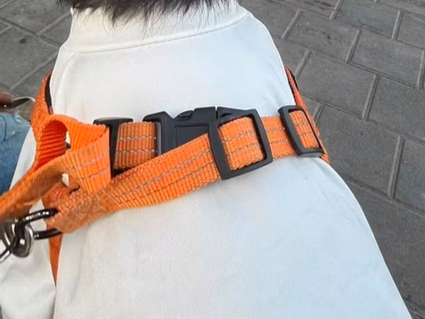 1 yaş 7 aylıq Maltipoo cinsi cütləşdirmək üçün dişi axtarılır hər şeyi