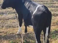 Ko, Russian Black pied cattle — foto 1