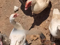 Ducks — تصویر 2