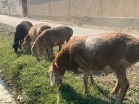 भेड़ें (लॉट, लिंग निर्दिष्ट नहीं), Arashan sheep — फ़ोटो 3