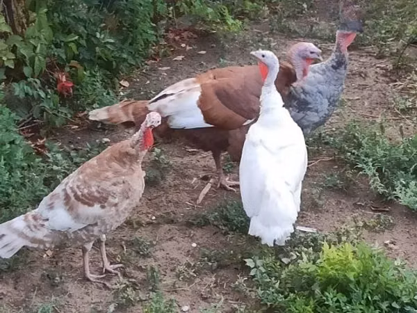 Turkeys — Hungary