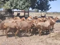 Pecora, Arashan sheep — foto 3