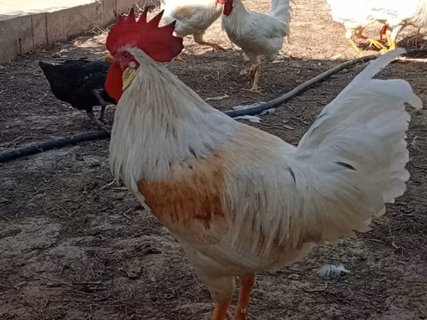 Chickens — 乌兹别克斯坦