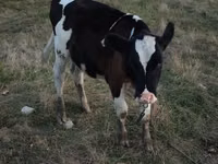 Vache, Bovins — photo 1