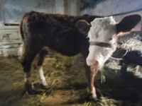 母牛, Swiss cattle — 照片 2