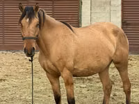 مادیان, Kyrgyz Horse — عکس 1