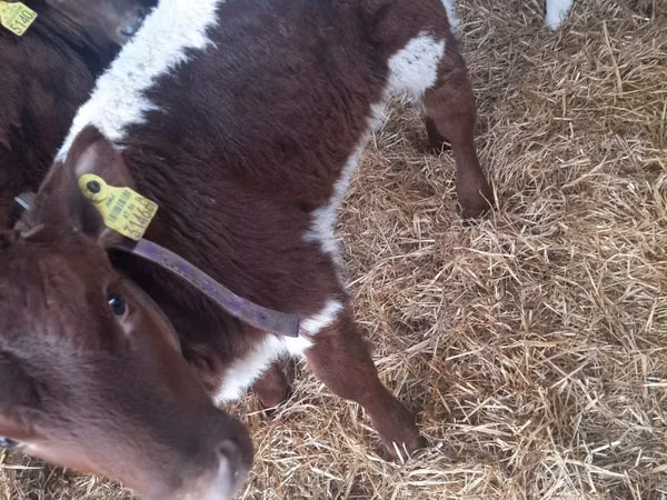公牛, Simmental cattle — 波兰