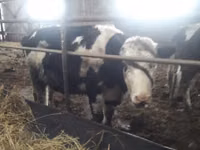 Cow, Holstein breed — photo 1