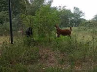 Kambing jantan, Nubian Goat — foto 1