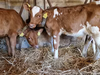 Ταύρος, Simmental cattle — φωτογραφία 2