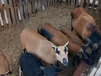 Får (parti, køn ikke angivet), Cameroon sheep — foto 2