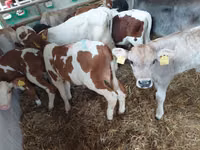 Býk, Simmental cattle — foto 2