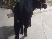 Toro, Aberdeen Angus — foto 5