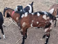 Kozioł, Nubian Goat — zdjęcie 3
