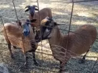 Ram, Cameroon sheep — photo 3