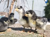 Australorp — photo 4