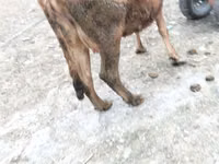Mucca, Bovini — foto 6