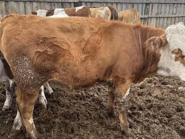 Bull, Simmental cattle