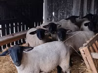 أغنام (دفعة، الجنس غير محدد), White Suffolk sheep — الصورة 1