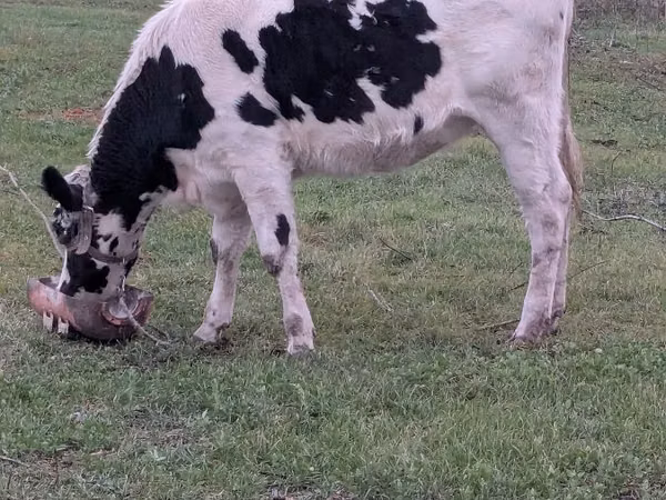 گاو ماده, Russian Black pied cattle