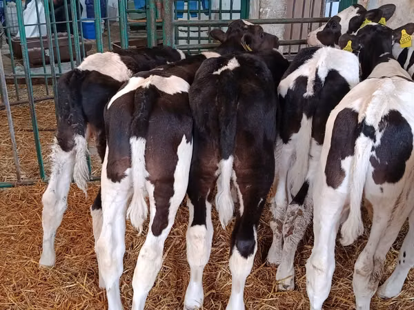 Bou, Rasa Holstein