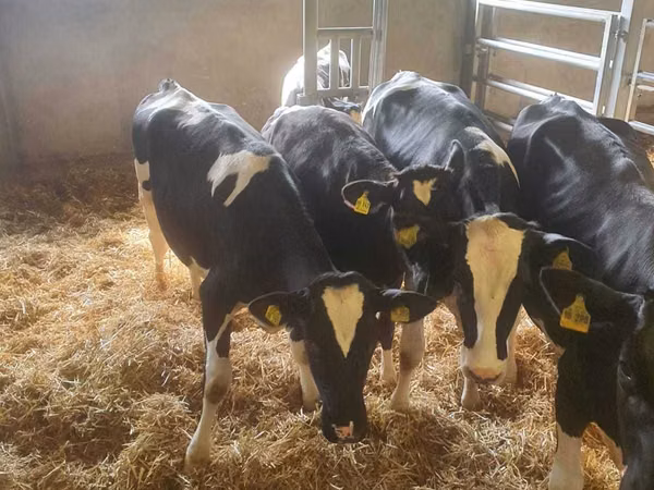 Cattle (batch, sex not specified), Holstein breed — Poland