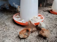 Chickens — Foto 4