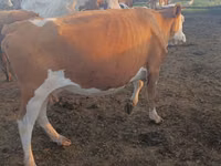 Vache, Simmental cattle — photo 5