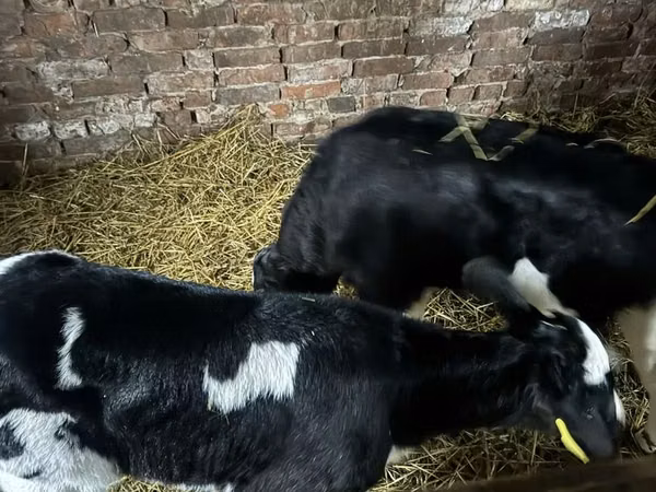 Bull, Russian Black pied cattle — Kazakhstan